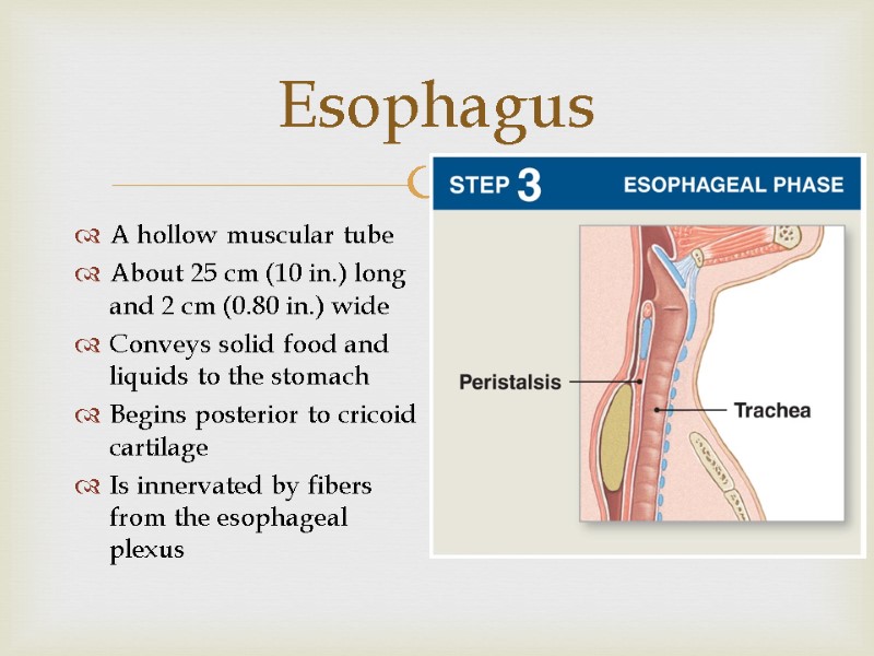 Esophagus A hollow muscular tube About 25 cm (10 in.) long and 2 cm